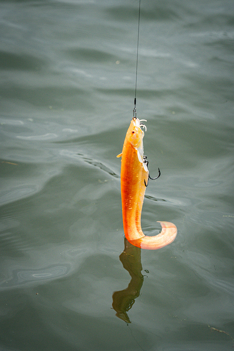 Fox Rage Ultra Realistic Replicant Golden Catfish