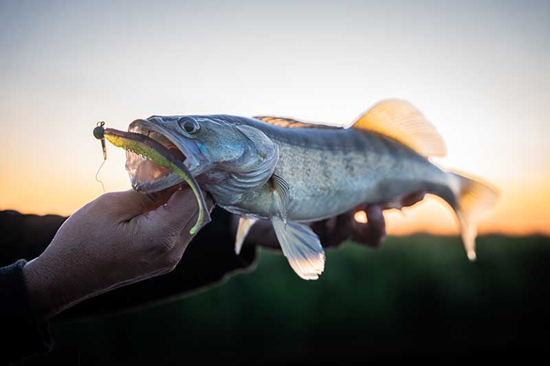 Fox Rage Scent Shad 11cm