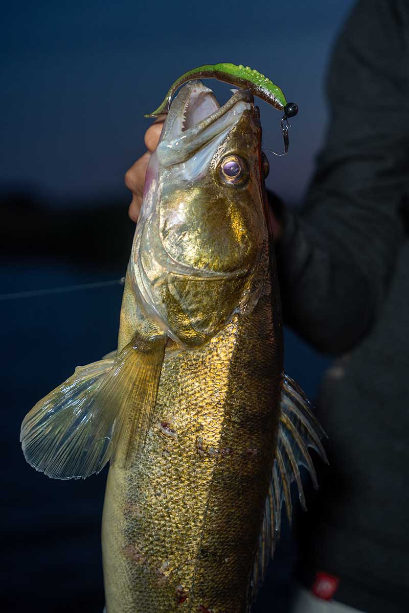 Fox Rage Scent Shad 11cm