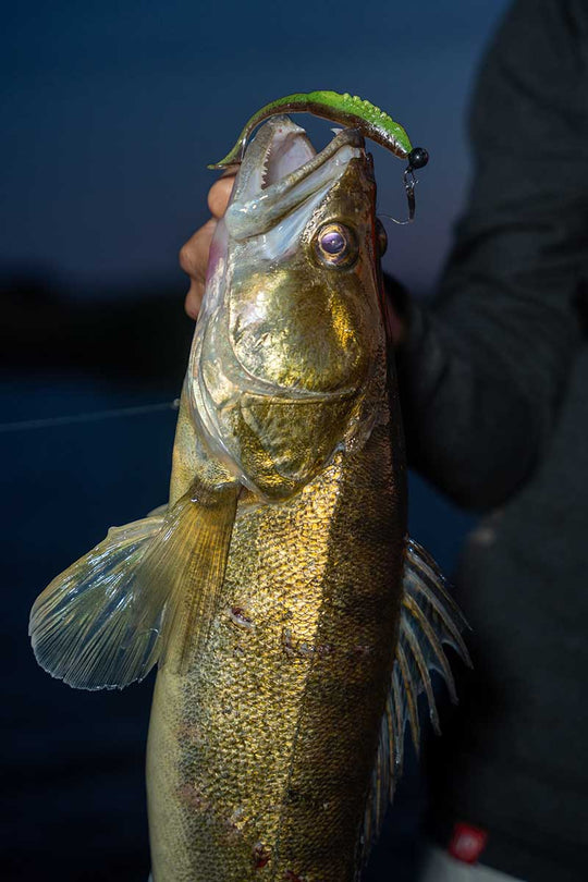 Fox Rage Scent Shad 11cm