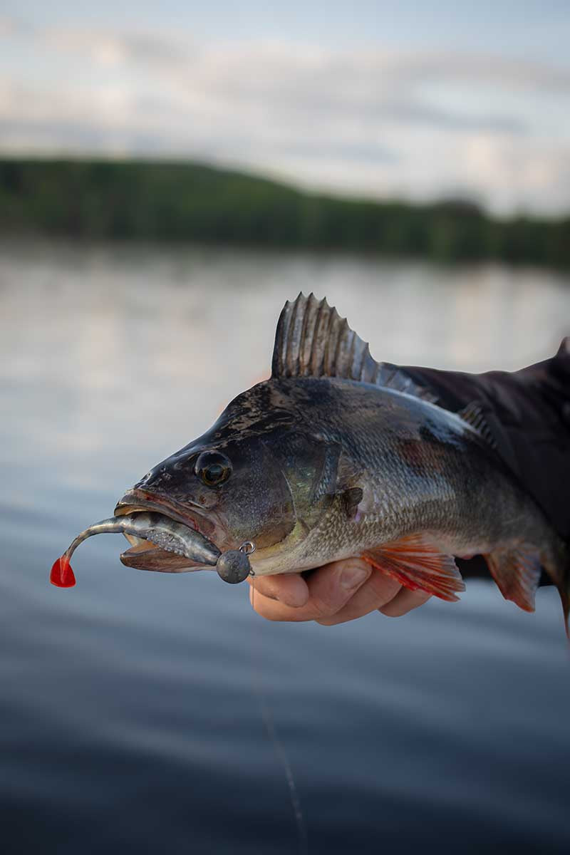 Fox Rage Scent Shad 11cm