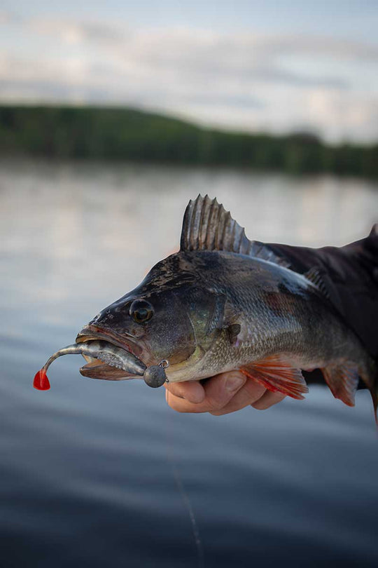 Fox Rage Scent Shad 11cm