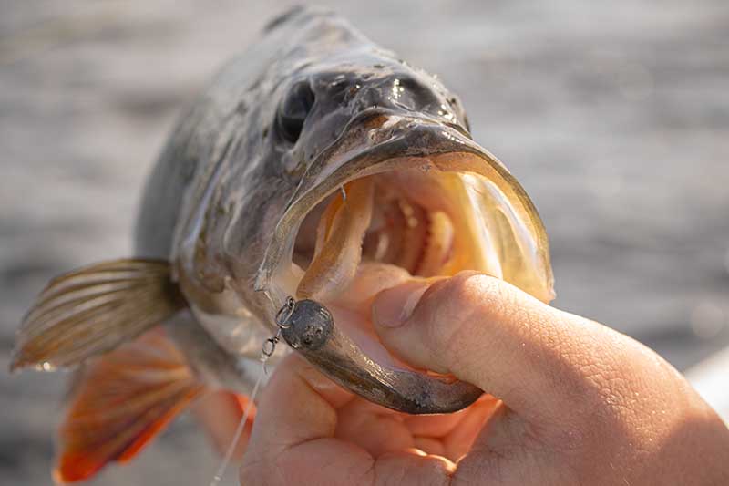 Fox Rage Scent Shad 11cm