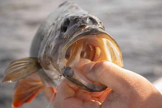 Fox Rage Scent Shad 11cm