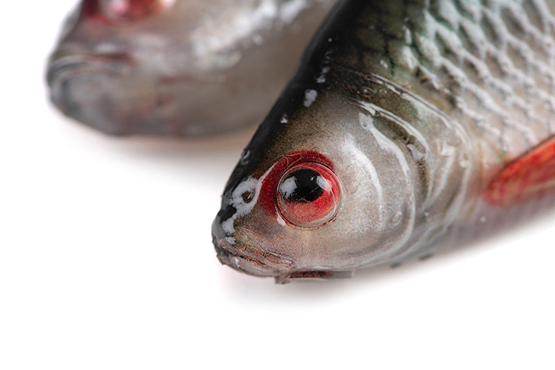 Fox Rage Ultra Realistic Replicant Natural Roach
