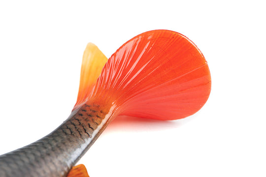 Fox Rage Ultra Realistic Replicant Natural Roach