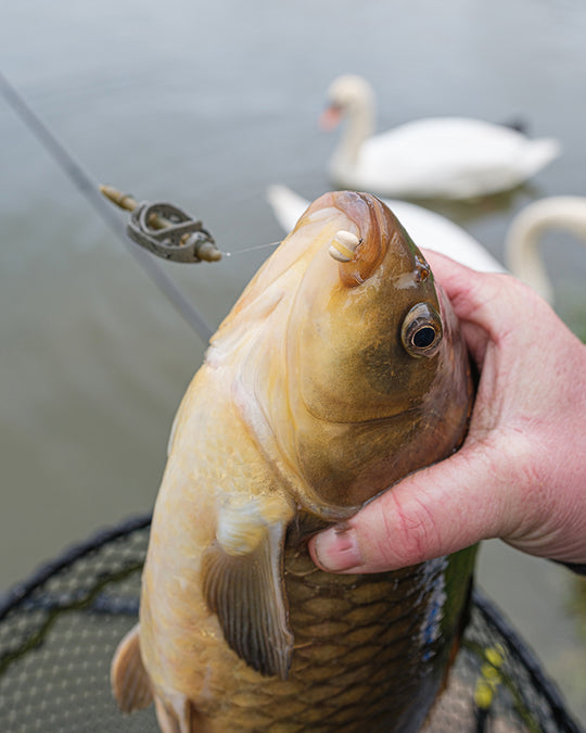 Matrix Method Feeders