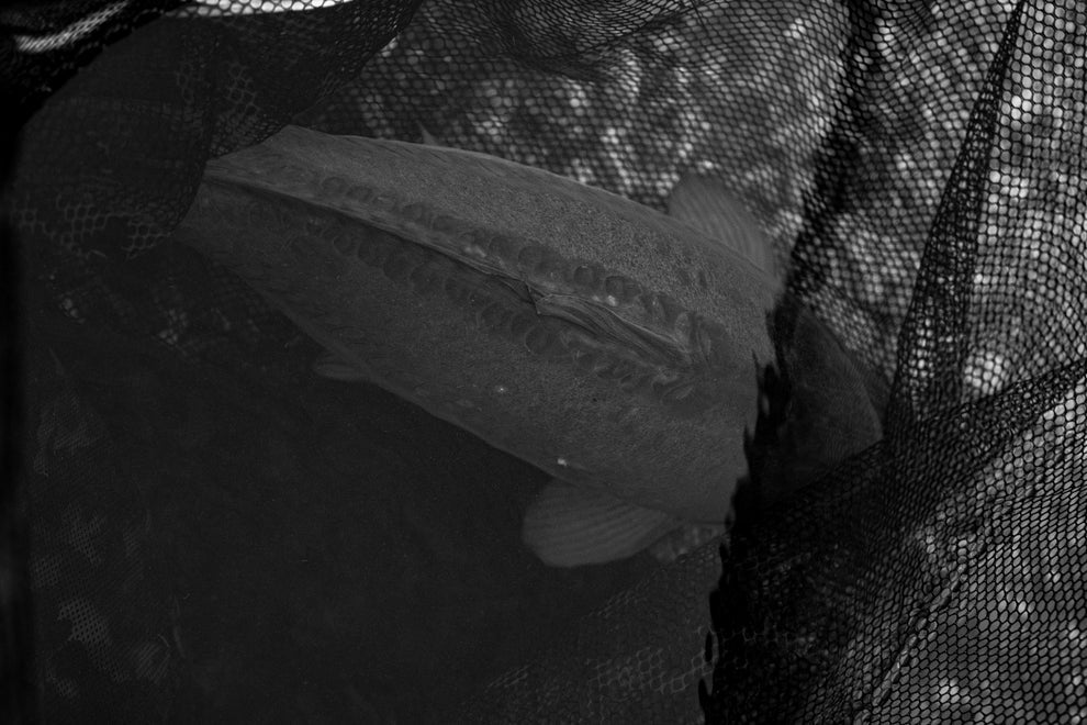 Nash Air Force F40 Landing Net